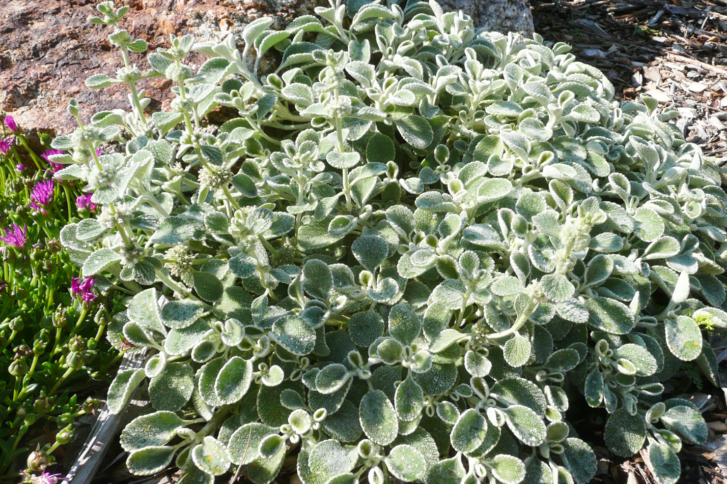 Silverheels Horehound